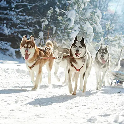 Chiens de traineau